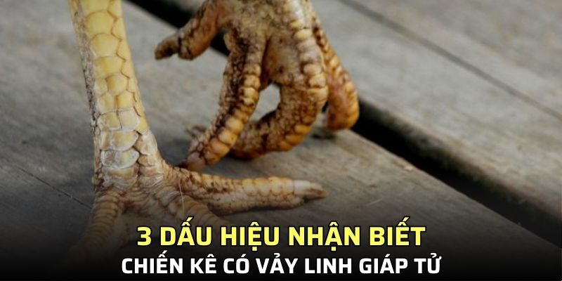3 dấu hiệu nhận biết chiến kê có vảy linh giáp tử