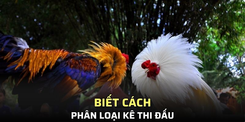 Biết cách phân loại kê thi đấu