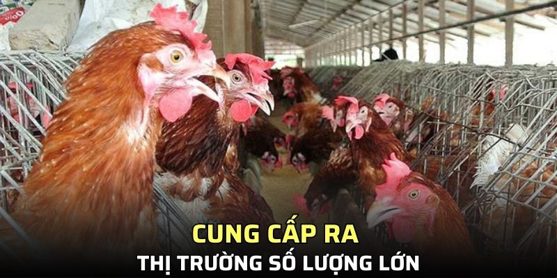 Cung cấp ra thị trường số lượng lớn