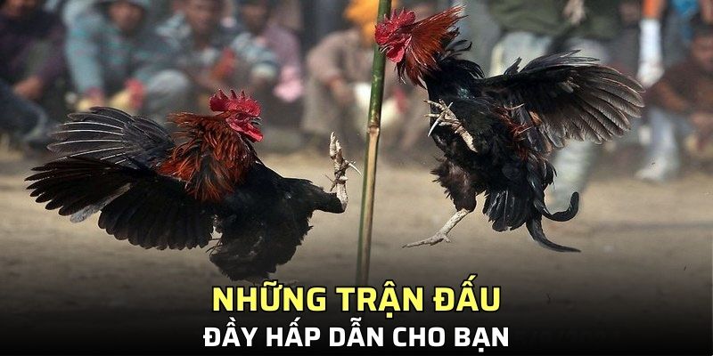 Những trận đấu đầy hấp dẫn cho bạn