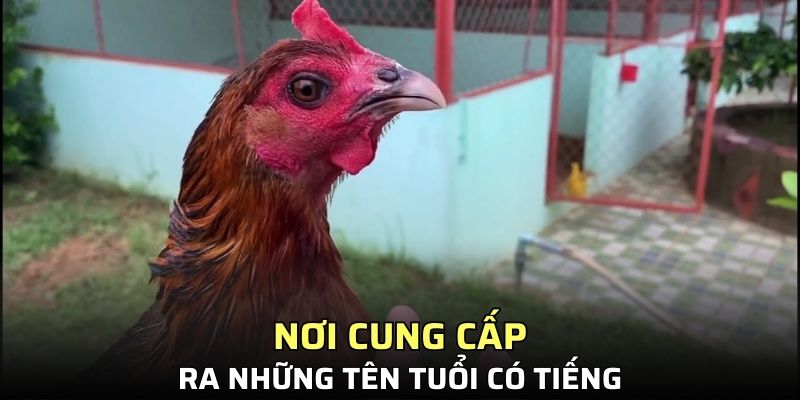 Nơi cung cấp ra những tên tuổi có tiếng