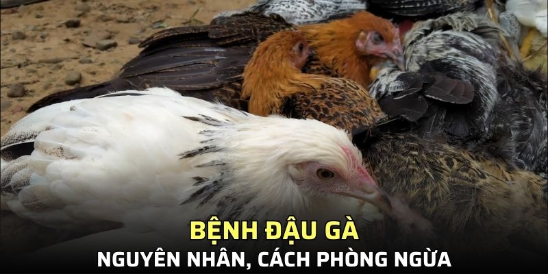 bệnh đậu gà