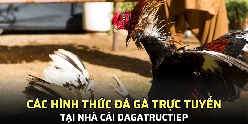 Các hình thức đá gà trực tuyến tại nhà cái Dagatructiep