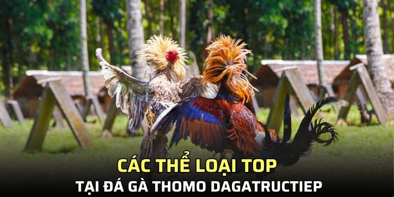 Các thể loại TOP tại đá gà Thomo Dagatructiep