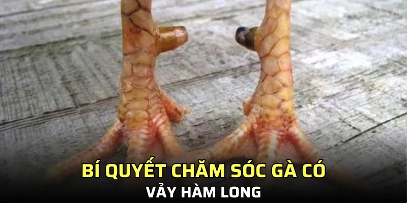 Cách chăm sóc chiến kê chuẩn bài