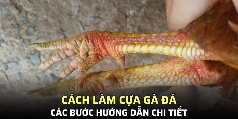 cách làm cựa gà đá