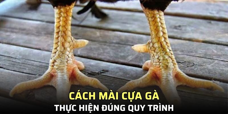Cách mài cựa gà