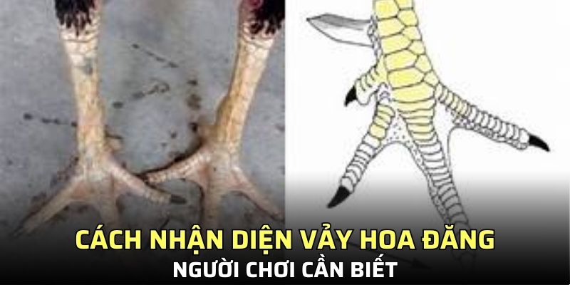 Cách phân biệt chi tiết dành cho người nuôi