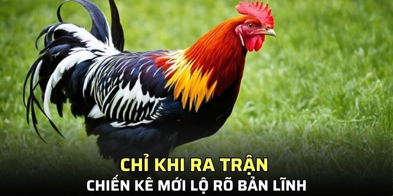 Chỉ khi ra trận chiến kê mới lộ rõ bản lĩnh