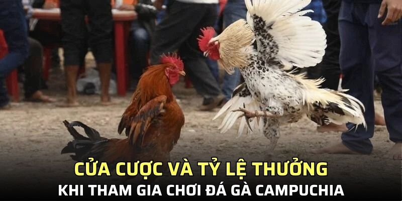 Cửa cược và tỷ lệ ăn thưởng khi tham gia chọi gà Campuchia