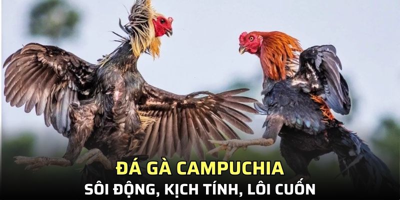 đá gà Campuchia