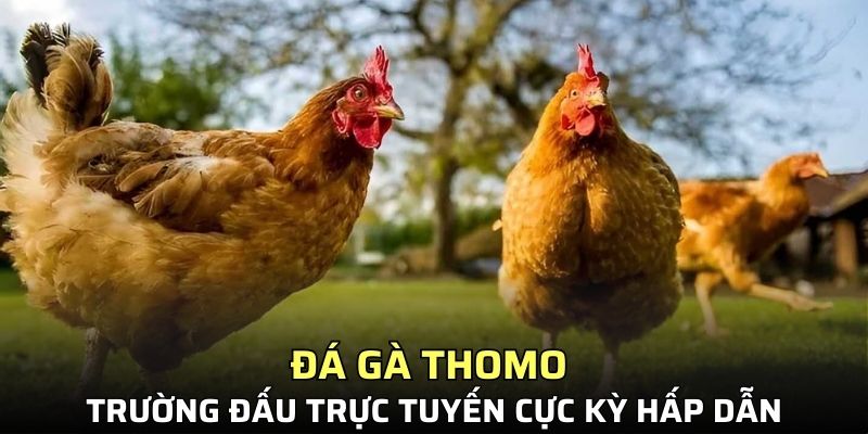 đá gà Thomo