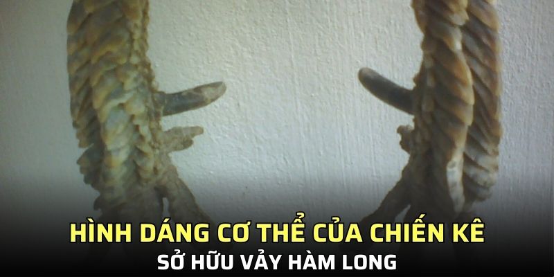 Dấu hiệu nhận diện chính xác