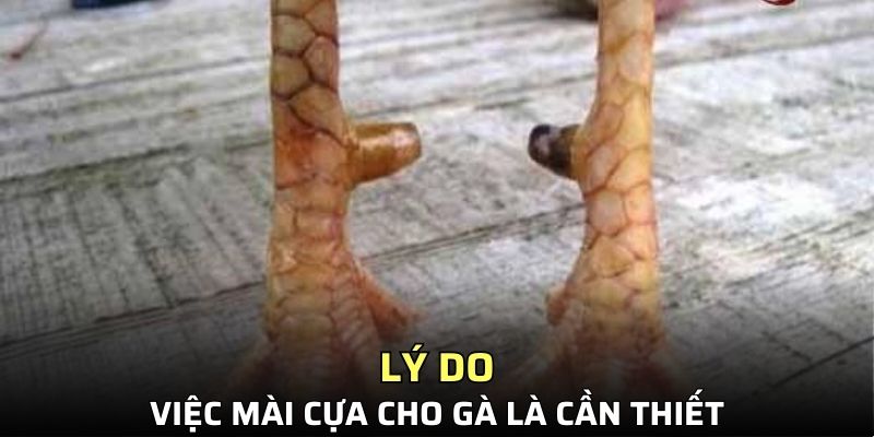 Đôi nét về cách mài cựa gà