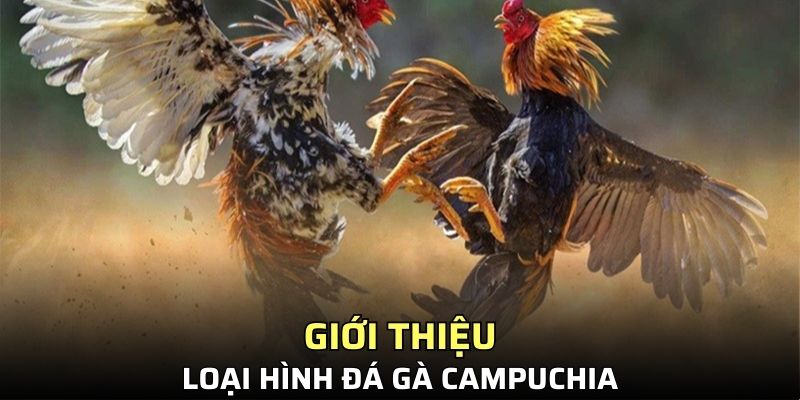Đôi nét về loại hình đá gà Campuchia cực hot