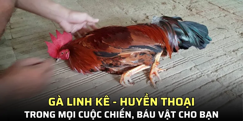 Gà linh kê
