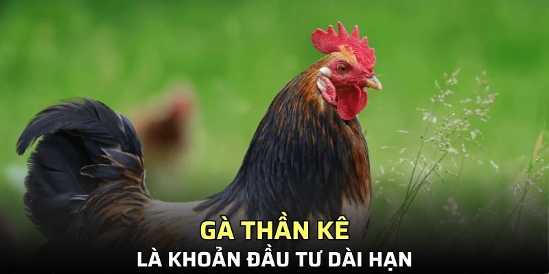 Gà thần kê là khoản đầu tư dài hạn