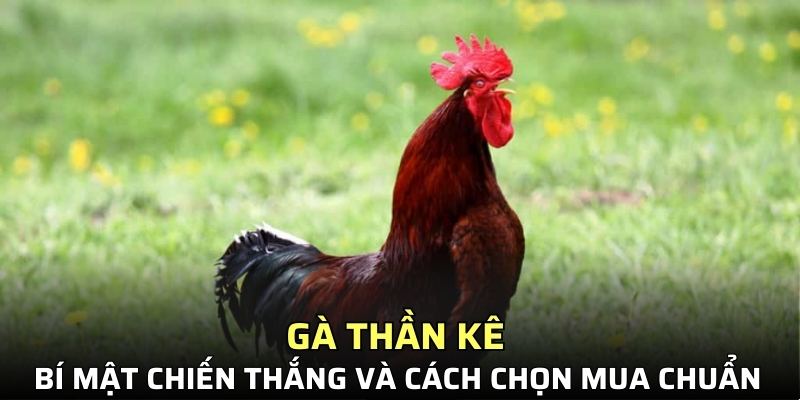 Gà thần kê