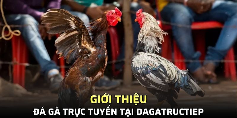 Giới thiệu đá gà trực tuyến tại Dagatructiep