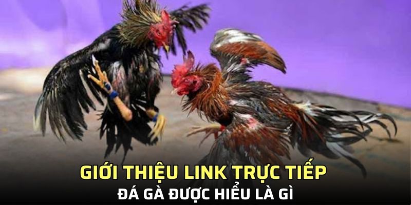 Giới thiệu link trực tiếp đá gà được hiểu là gì