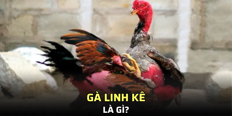 Giới thiệu qua về GLK mới nhất hiện nay