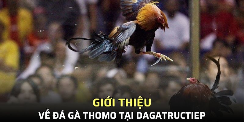 Giới thiệu về đá gà Thomo tại Dagatructiep
