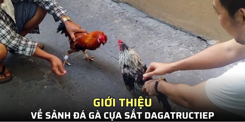 Giới thiệu về sảnh đá gà cựa sắt Dagatructiep