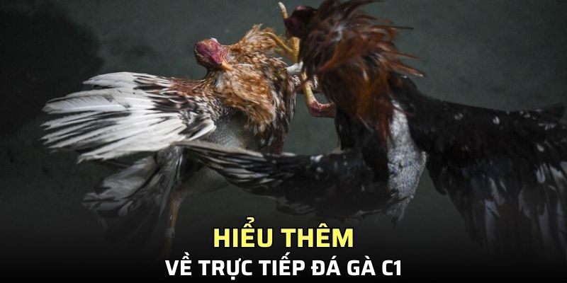 Hiểu thêm về trực tiếp đá gà C1