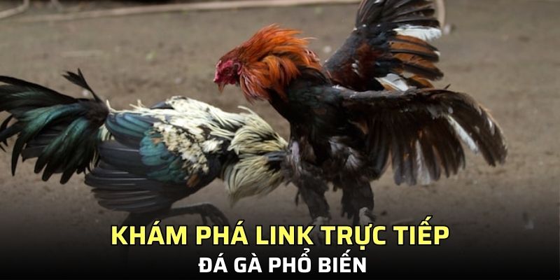 Khám phá link trực tiếp đá gà phổ biến