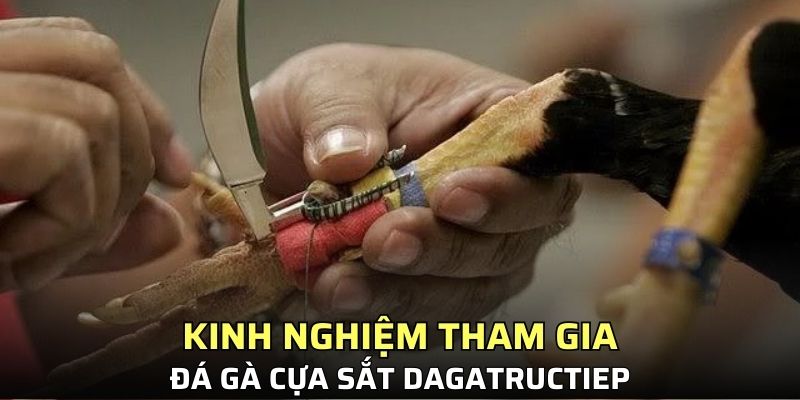 Kinh nghiệm tham gia đá gà cựa sắt Dagatructiep
