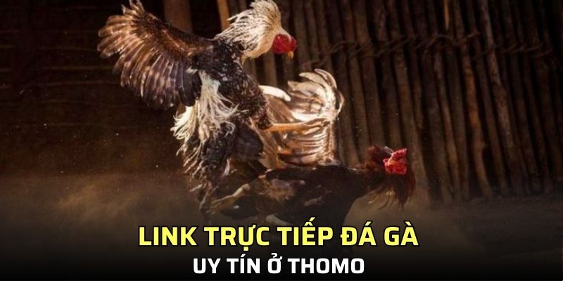 Link trực tiếp đá gà uy tín ở Thomo
