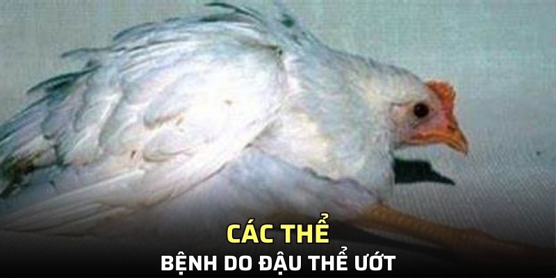 Loại truyền nhiễm dạng ướt