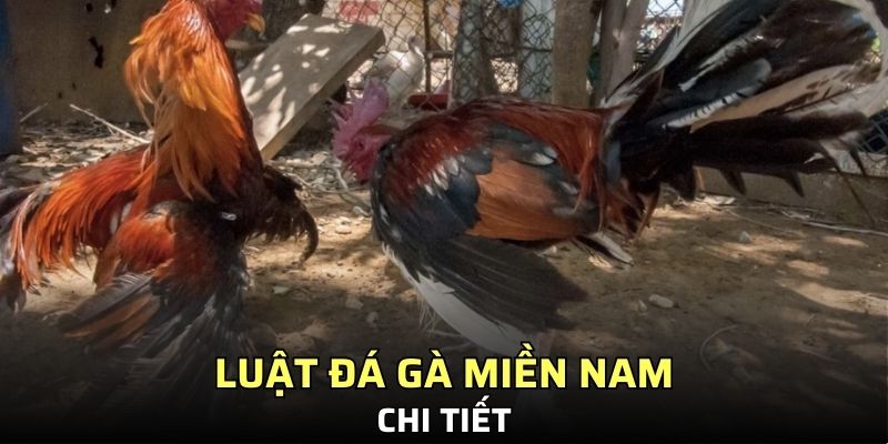 Luật đá gà miền Nam chi tiết