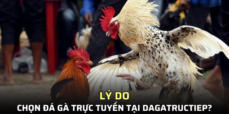 Lý do chọn đá gà trực tuyến tại Dagatructiep?