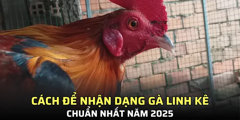 Mẹo mua GLK hiệu quả 100%