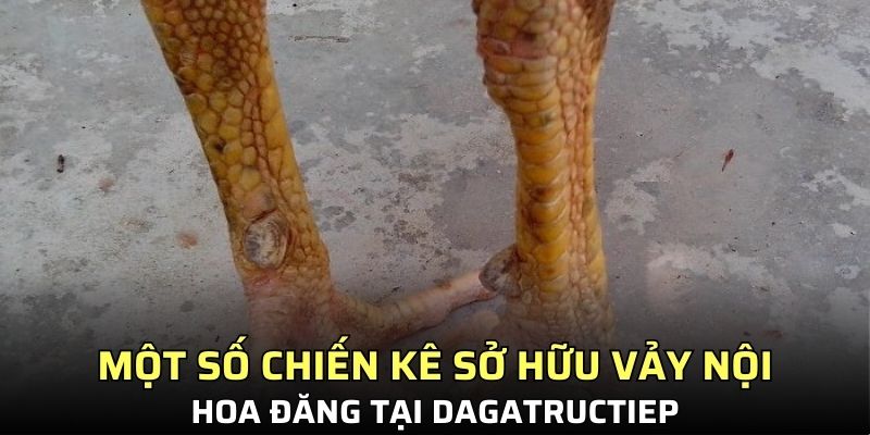 Một vài chiến kê phổ biến sở hữu vảy đặc biệt