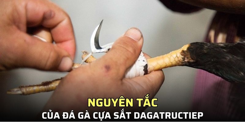 Nguyên tắc của đá gà cựa sắt Dagatructiep