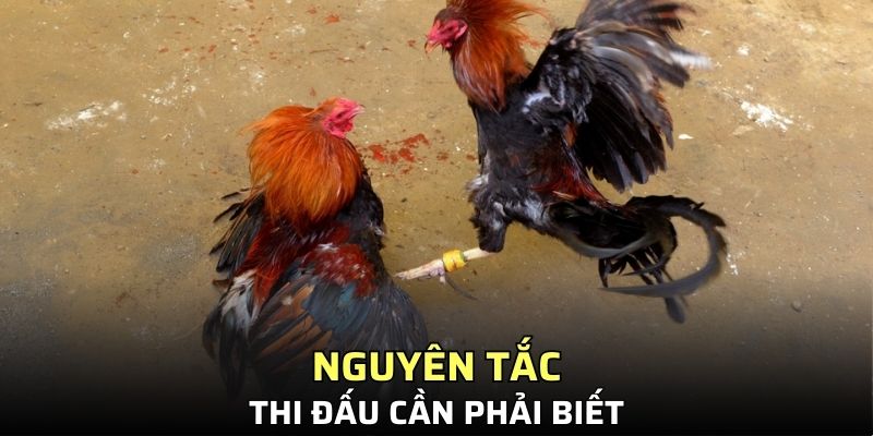 Nguyên tắc thi đấu cần phải biết