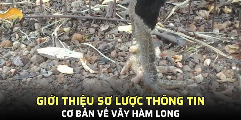 Những điều cần biết về lớp ngoài đặc biệt này