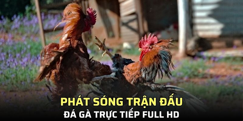 Phát sóng trận đấu đá gà trực tiếp Full HD
