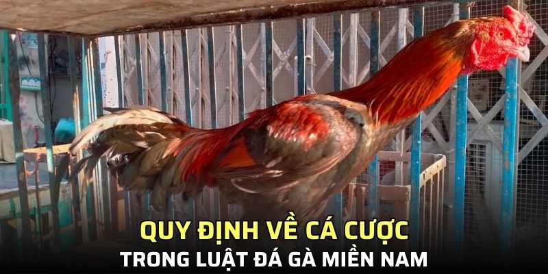 Quy định về cá cược trong luật đá gà miền Nam