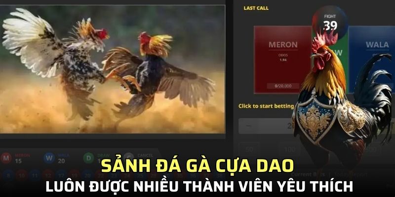 Sảnh đá gà cựa dao luôn được nhiều thành viên yêu thích