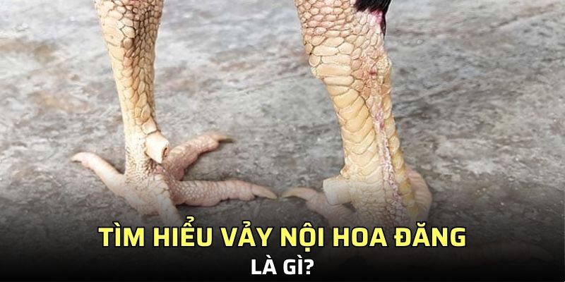 Sơ lược về vảy nội hoa đăng