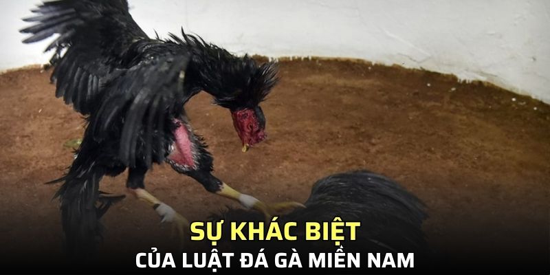 Sự khác biệt của luật đá gà miền Nam