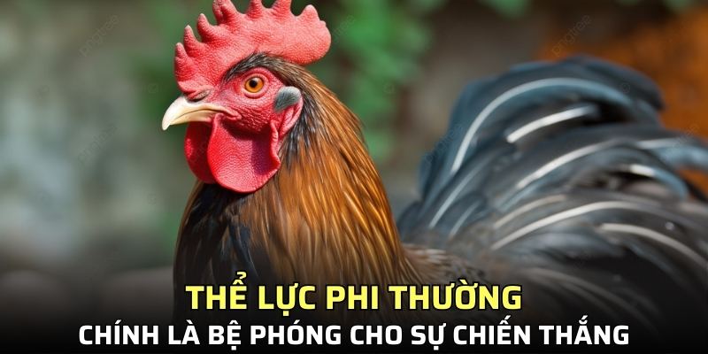 Thể lực phi thường chính là bệ phóng
