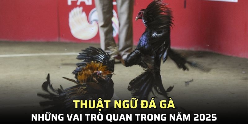 thuật ngữ đá gà
