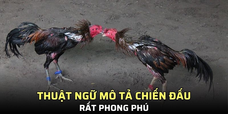 Thuật ngữ mô tả chiến đấu rất phong phú