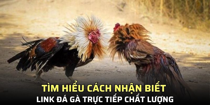 Tìm hiểu cách nhận biết link đá gà trực tiếp chất lượng