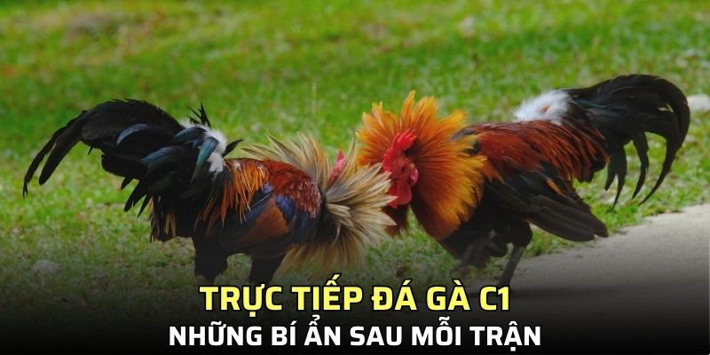 Trực tiếp đá gà C1