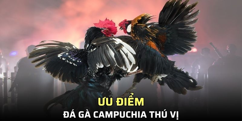 Ưu điểm làm nên sức cuốn hút của chọi kê Campuchia